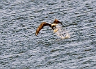 Eagles (3)  Eagle, Conomingo Dam